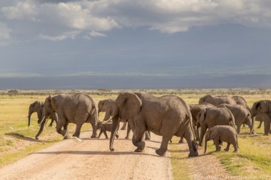elephants at Amboseli5